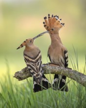 Hoopoe (Upupa epops) Bird of the Year 2022, male with food, prey, foraging, raised bonnet, sunrise,