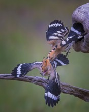 Hoopoe (Upupa epops) Bird of the Year 2022, male, interaction, adult bird throws young bird out of