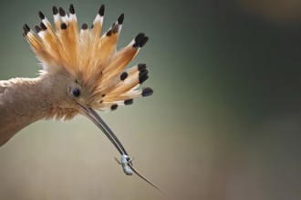 Hoopoe (Upupa epops) Bird of the Year 2022, male, female, erect cap, sunrise, interaction, portrait