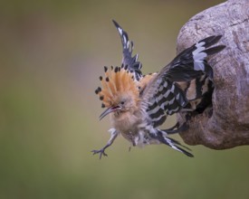Hoopoe (Upupa epops) Bird of the Year 2022, male, interaction, adult bird throws young bird out of