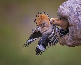 Hoopoe (Upupa epops) Bird of the Year 2022, male, interaction, adult bird throws young bird out of