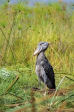 Shoebill (Balaeniceps rex), young bird kneeling in nest, Mabamba Swamp, Lake Victoria, Uganda