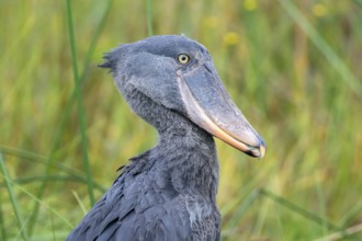 Shoebill (Balaeniceps rex), young bird, animal portrait, Mabamba Swamp, Lake Victoria, Uganda