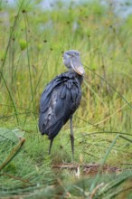 Shoebill (Balaeniceps rex), young bird standing in nest, Mabamba Swamp, Lake Victoria, Uganda