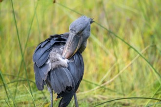 Shoebill (Balaeniceps rex), young bird grooming its feathers, Mabamba Swamp, Lake Victoria, Uganda