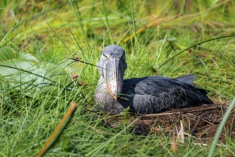 Shoebill (Balaeniceps rex), young bird sitting in nest, Mabamba Swamp, Lake Victoria, Uganda
