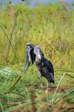 Shoebill (Balaeniceps rex), young bird kneeling in nest, fluttering its wings, funny, Mabamba