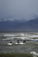 Black-necked swans (Cygnus melancoryphus), Patagonia, Chile, South America