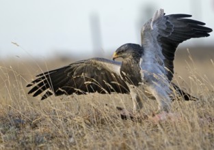 Aguja or Andean Buzzard (Geranoaetus melanoleucus australis) feeding on prey, Torres del Paine