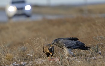 Crested caracaras (Caracara plancus) and aguja or Andean buzzard (Geranoaetus melanoleucus