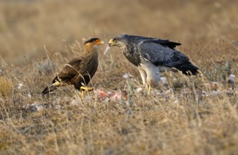 Crested caracaras (Caracara plancus) and Andean buzzard or aguja (Geranoaetus melanoleucus