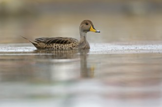 Andean duck (Anas flavirostris), Torres del Paine National Park, Patagonia, Chile, South America