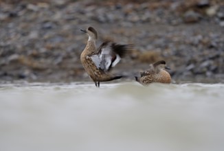Crested Duck (Lophonetta specularioides) Torres del Paine National Park, Patagonia, Chile, South