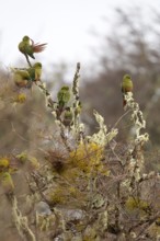 Austral parakeet (Enicognathus ferrugineus) Torres del Paine National Park, Patagonia, Chile, South