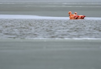 Chile flamingo (Phoenicopterus chilensis), Patagonia, Chile, South America