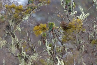 Austral parakeet (Enicognathus ferrugineus) Torres del Paine National Park, Patagonia, Chile, South