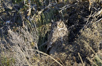 Magellanic eagle owl (Bubo magellanicus), Torres del Paine National Park, Patagonia, Chile, South