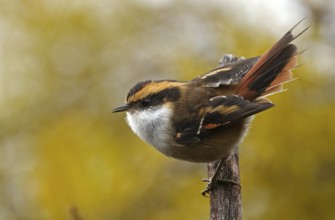 Spiny-tailed wren (Aphrastura spinicauda), Patagonia, Chile, South America