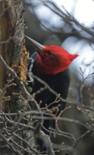 Magellanic Woodpecker (Campephilus magellanicus) male, Patagonia, South America