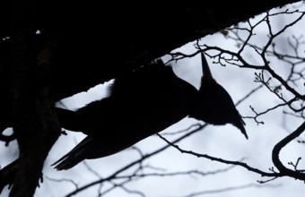Magellanic Woodpecker (Campephilus magellanicus) male, Patagonia, South America