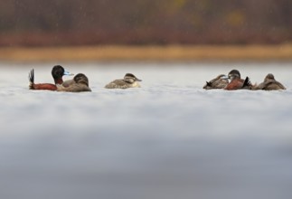 Lake Duck (Oxyura vittata), Patagonia, Chile, South America