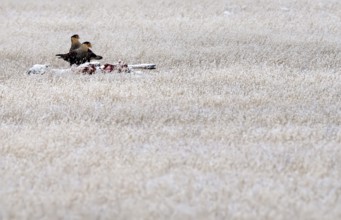 Crested caracaras (Caracara plancus) on a dead guanaco, Patagonia, Chile, South America