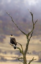 Crested caracaras (Caracara plancus), Patagonia, Chile, South America