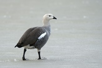 Magellanic goose (Chloephaga picta) male, Patagonia, South America
