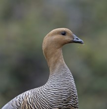 Magellanic goose (Chloephaga picta) female, Patagonia, South America