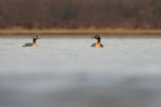 Magellanic Grebe (Podiceps major), Patagonia, Chile, South America