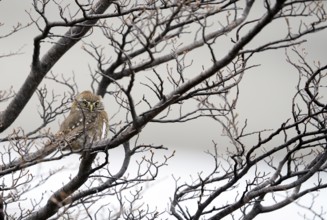 Patagonian Pygmy-owl (Glaucidium nanum), Araucanian Owl, Patagonian Pygmy-owl, Araucanian Owl,