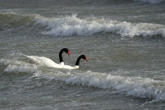 Black-necked swans (Cygnus melancoryphus), Patagonia, Chile, South America