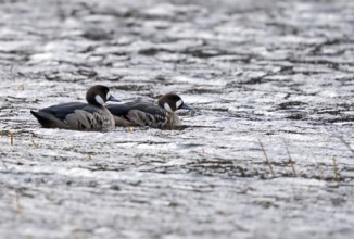 Copper scoters (Speculanas specularis), Patagonia, Chile, South America