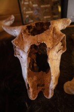 Beulah, Wyoming - The bison skull on display at the Vore Buffalo Jump, a sinkhole used by Plains