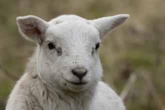 Domestic sheep (Ovis aries) juvenile baby lamb farm animal head portrait in spring, England, United