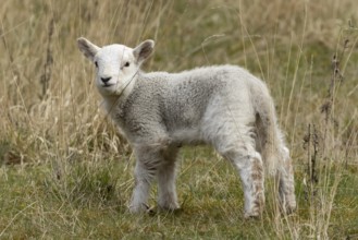 Domestic sheep (Ovis aries) juvenile baby lamb farm animal in grassland in spring, England, United