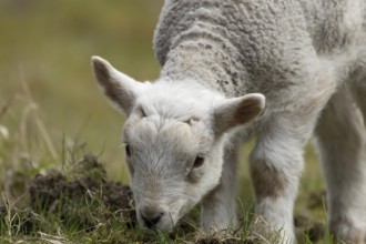 Domestic sheep (Ovis aries) juvenile baby lamb farm animal feeding in grassland in spring, England,