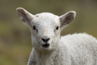 Domestic sheep (Ovis aries) juvenile baby lamb farm animal bleeting with its mouth open in spring,