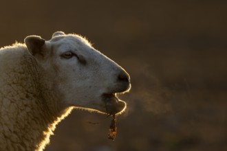 Domestic sheep (Ovis aries) adult farm animal bleeting in winter, England, United Kingdom