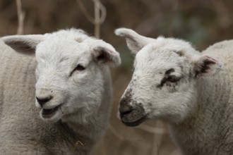 Domestic sheep (Ovis aries) two juvenile baby lambs farm animals in spring, England, United Kingdom