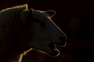 Domestic sheep (Ovis aries) adult farm animal with its mouth open bleeting, England, United Kingdom