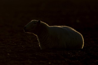 Domestic sheep (Ovis aries) adult farm animal rimlit at sunset, England, United Kingdom