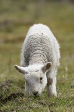 Domestic sheep (Ovis aries) juvenile baby lamb farm animal feeding in grassland in spring, England,