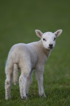 Domestic sheep (Ovis aries) juvenile baby lamb farm animal standing in a grass field, England,