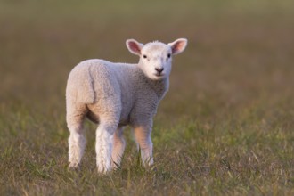 Domestic sheep (Ovis aries) juvenile baby lamb farm animal standing in a grass field, England,