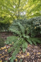 Fern (Polystichum) and Japanese fan maple (Acer palmatum Sangu Kaku), Emsland, Lower Saxony,