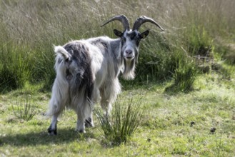 Dutch goat (Capra aegagrus hircus), Emsland, Lower Saxony, Germany
