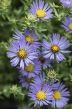 Aromatic aster (Symphotrichum oblongifolium), Rhineland-Palatinate, Germany