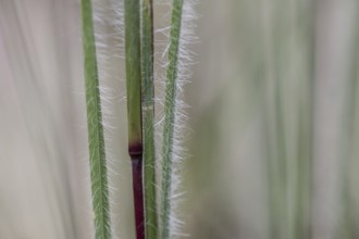 Few-flowered Oatgrass (Danthonia unispicata), Rhineland-Palatinate, Germany