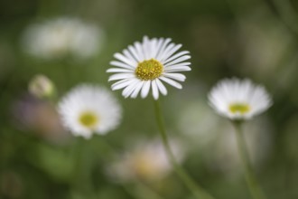 Spanish daisy (Erigeron karavinskianus), Rhineland-Palatinate, Germany